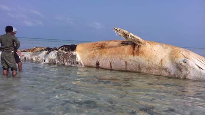 صورة: حوت ضخم أحدث ضحايا ألغام الحوثي البحرية