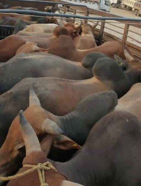 "الحرية للبقر".. قيادي حوثي يحتجز 410 أبقار دون طعام