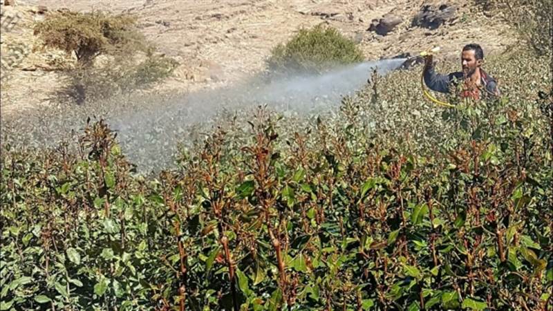 الحكومة تندد بإغراق مليشيا الحوثي البلاد بالمبيدات القاتلة(وثائق)