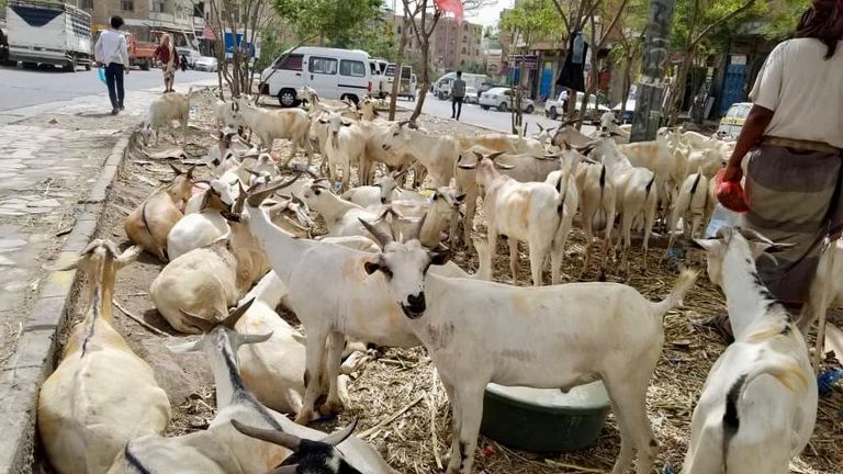 الأضاحي لمن استطاع إليها سبيلاً.. عيد بطعم المرارة